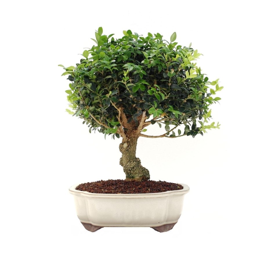 Флорариум закрытая экосистема