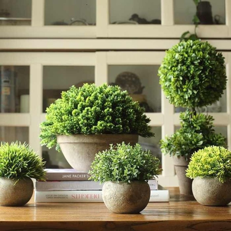 Самшит мелколистный Buxus