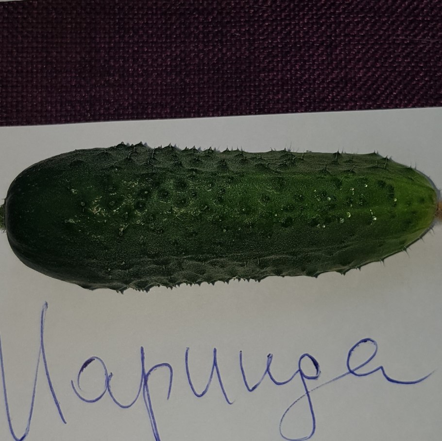 Семена огурец Маринда f1