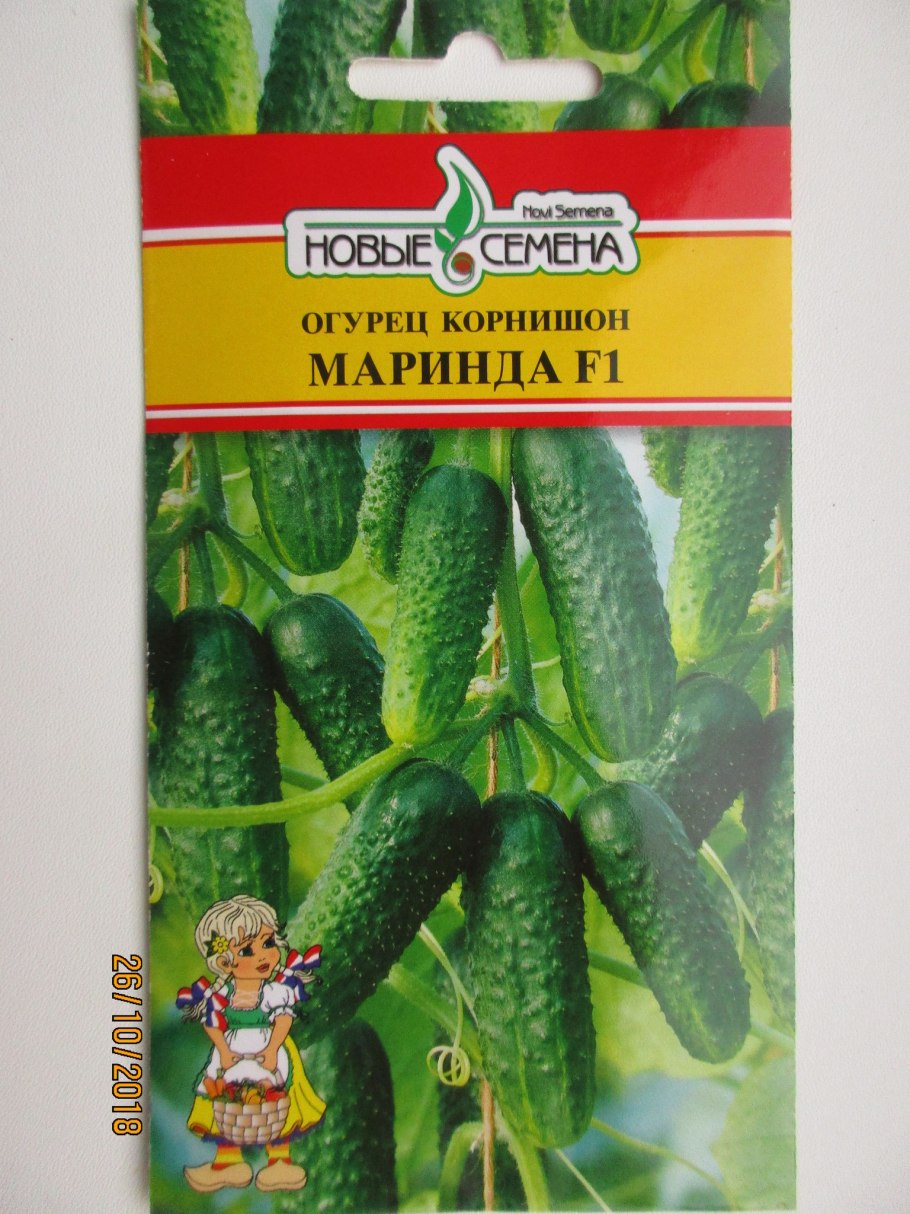 Огурец сорт Маринда ф1