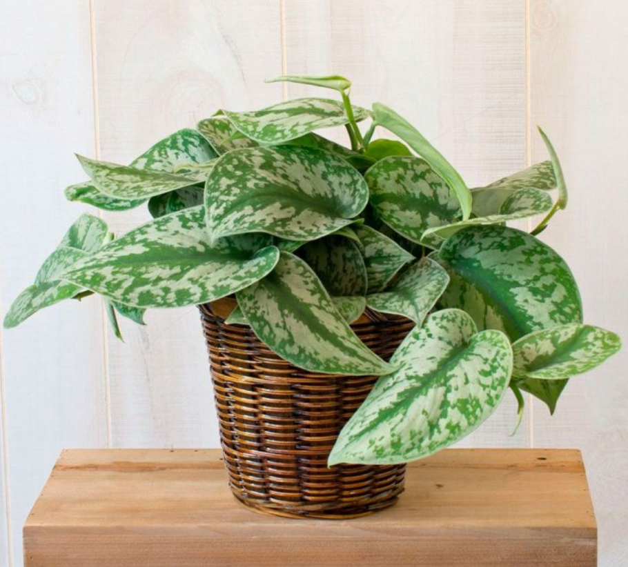 Сциндапсус Сильвер