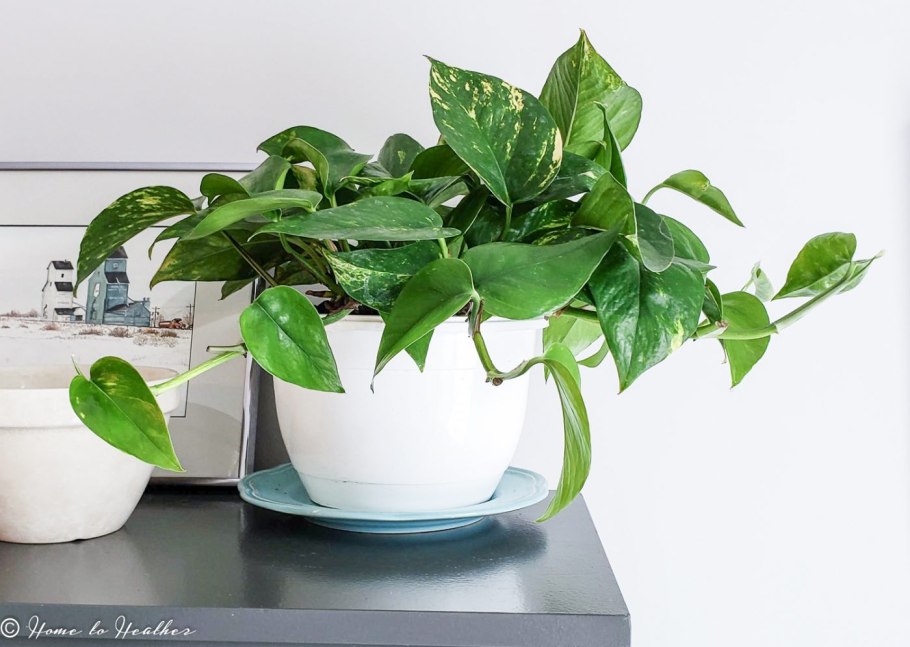 Лиана сциндапсус эпипремнум