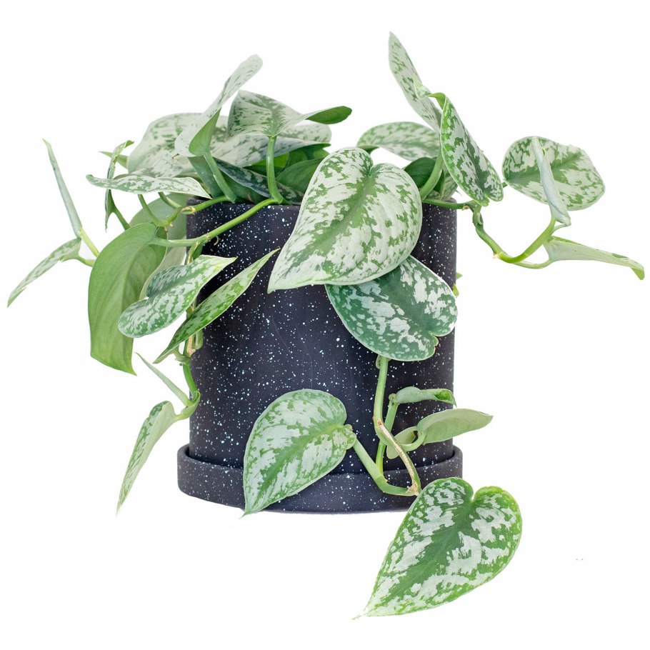 Сциндапсус и Эпипремнум разница