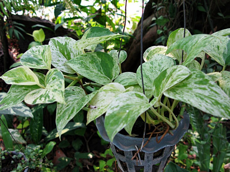 Сциндапсус Бразилия