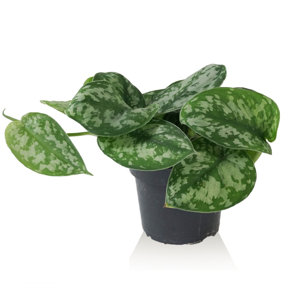 Сциндапсус Требби