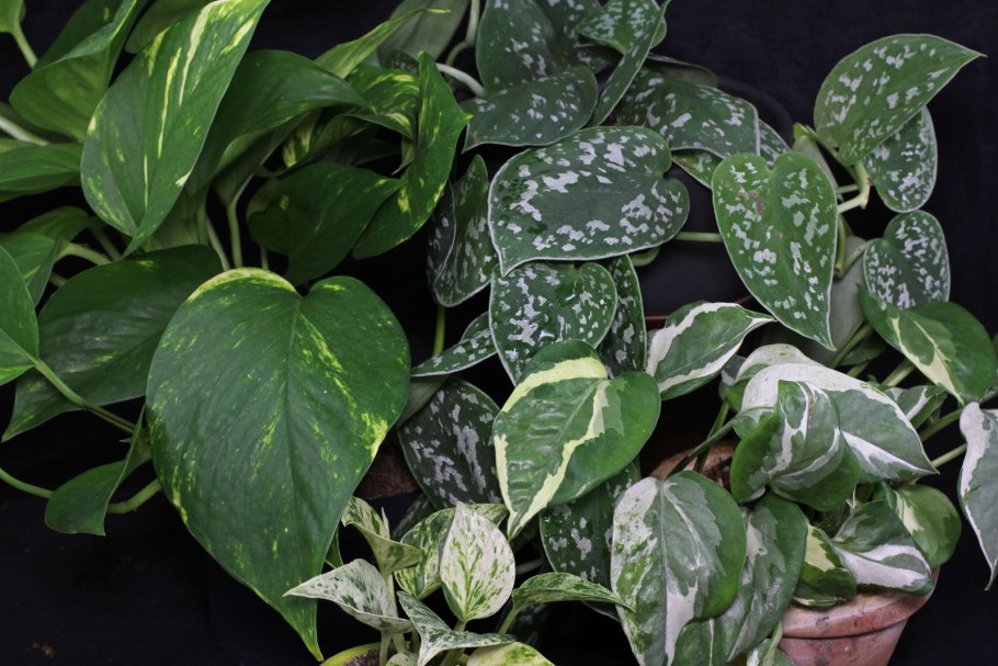 Сциндапсус расписной (Scindapsus pictus)