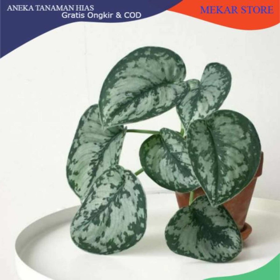 Сциндапсус расписной пиктус