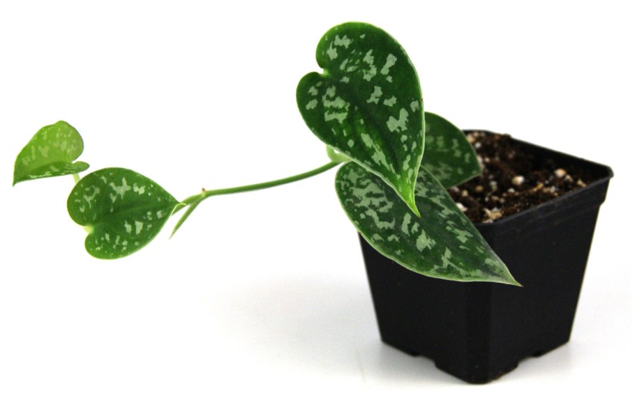 Сциндапсус argyraeus