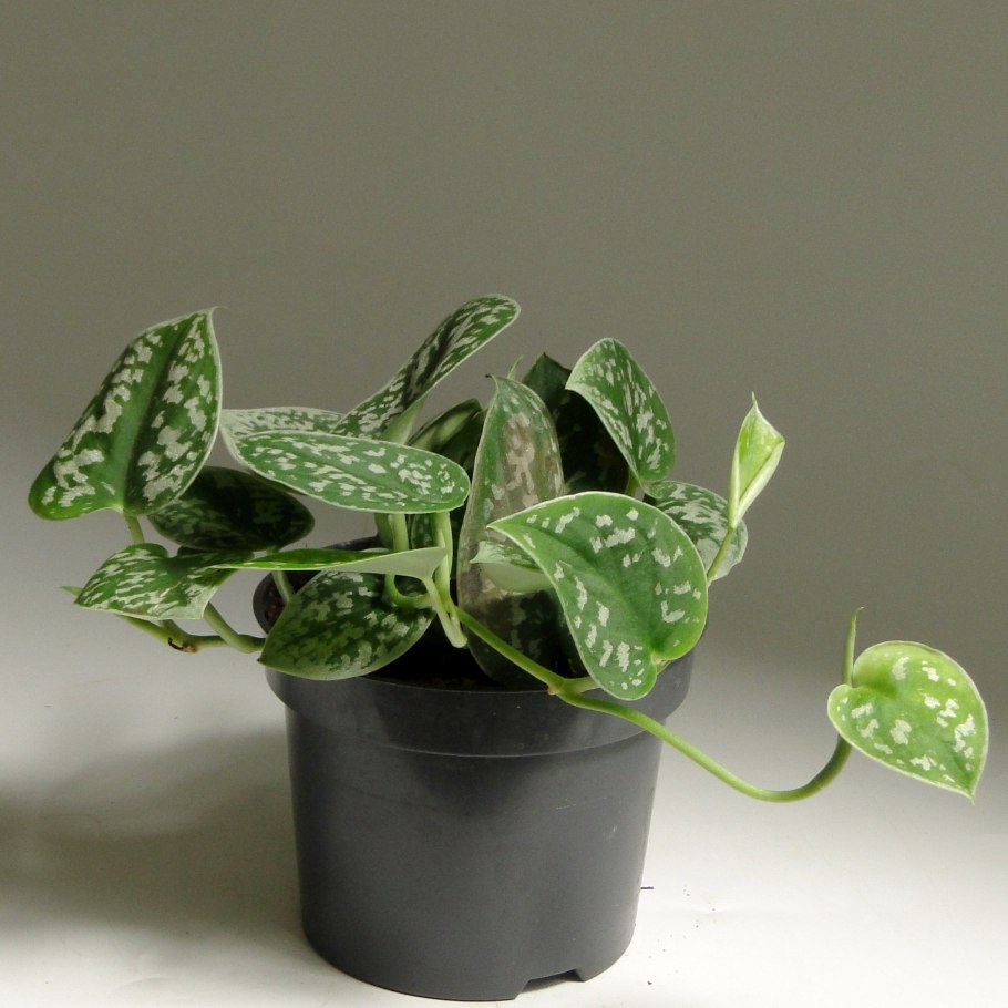 Сциндапсус мраморная Королева