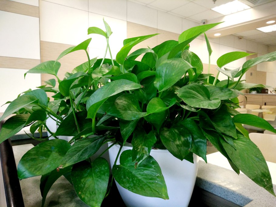 Комнатное растение эпипремнум