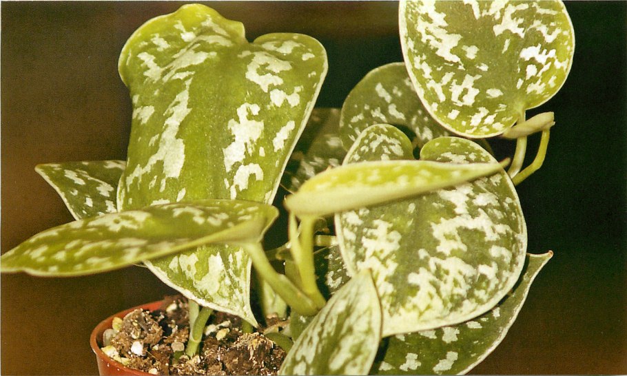 Эпипремнум Джой