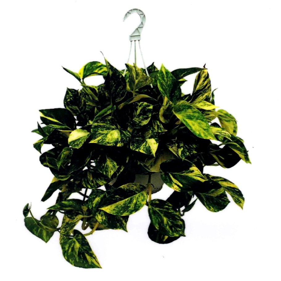 Эпипремнум ауреум d h