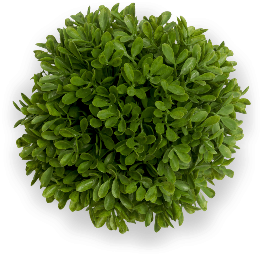 Декоративные растения вид сверху