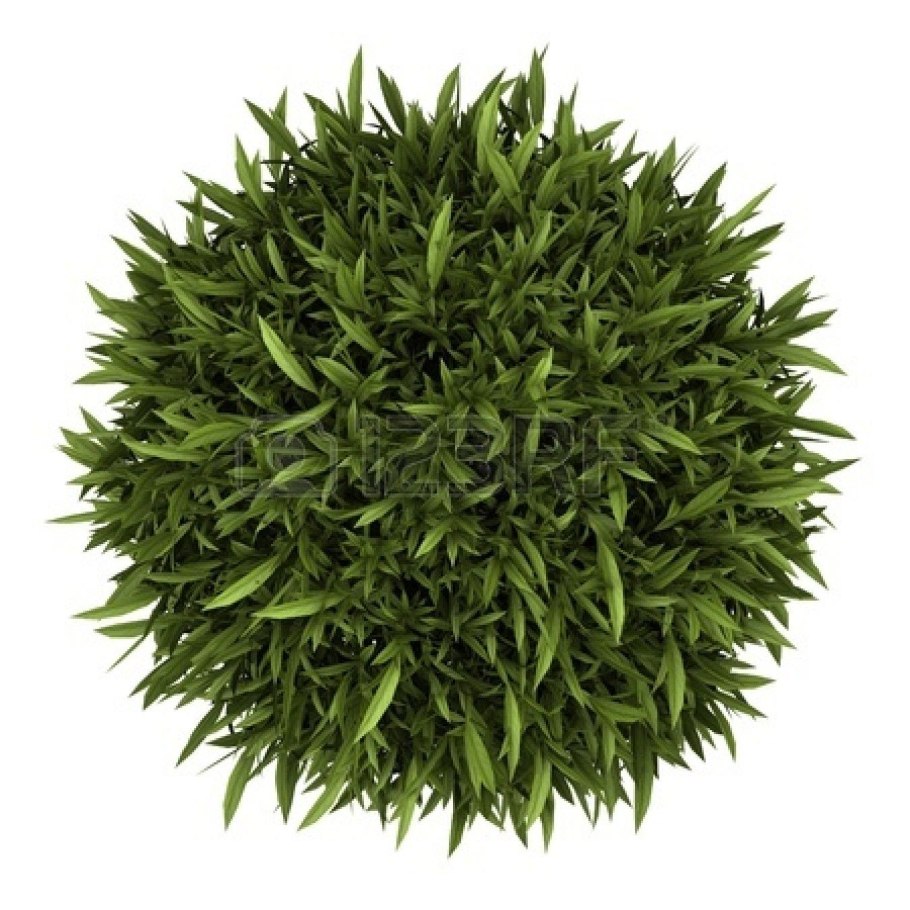 Комнатное дерево вид сверху