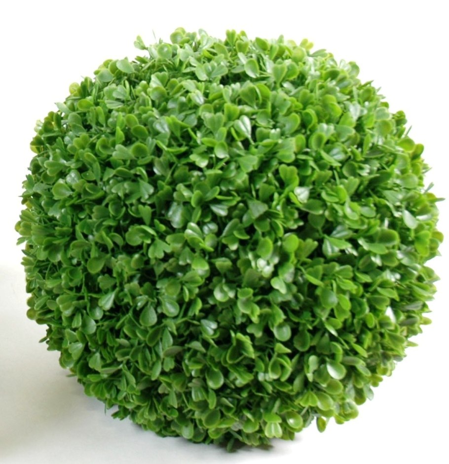 Кустарники вид сверху