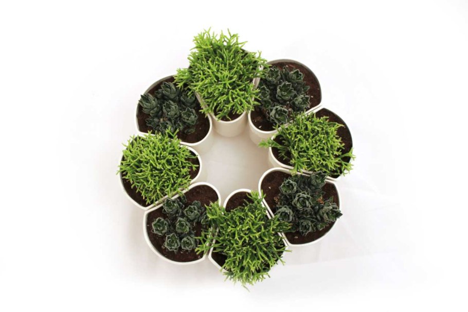 Цветок в горшке сверху