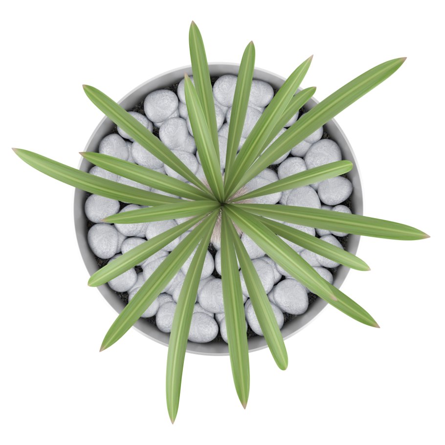 Комнатные растения вид сверху