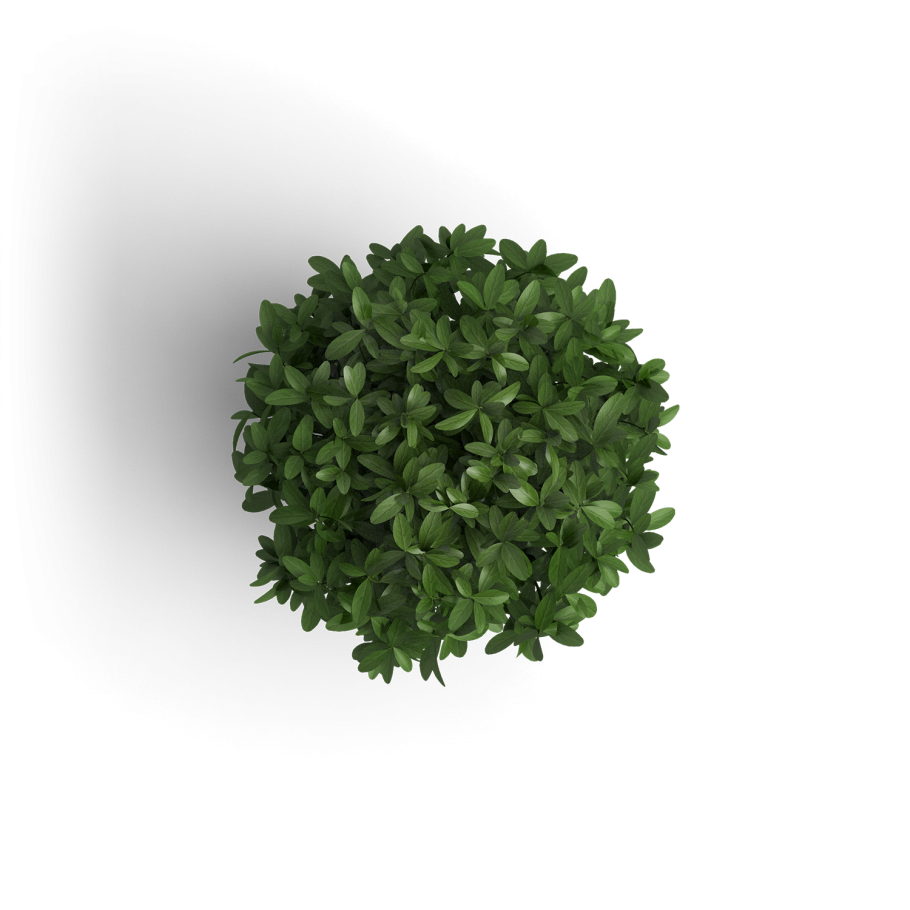 Трава в горшке сверху