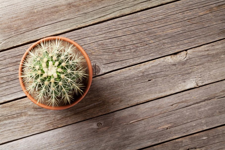 Кактус в горшке вид сверху