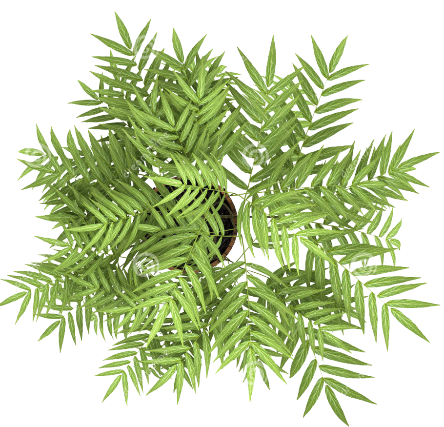 Комнатные растения вид сверху