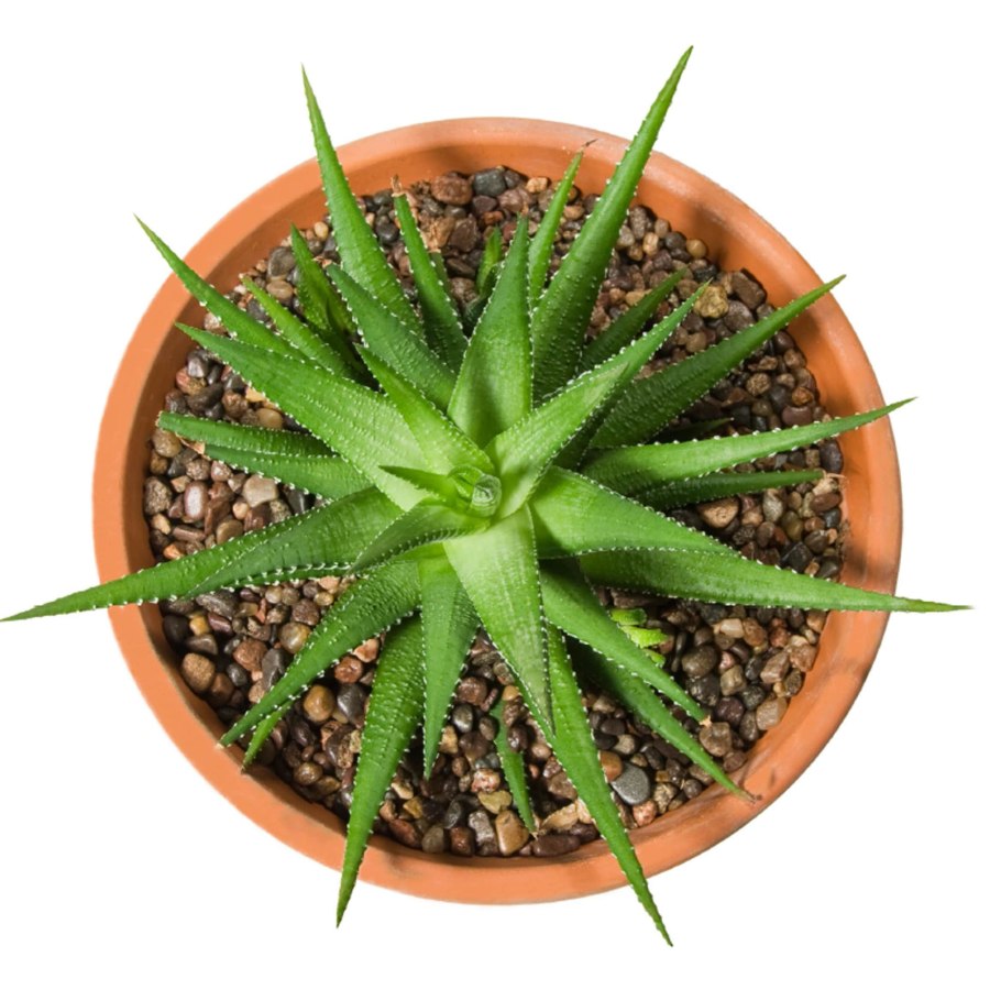 Цветок в горшке вид сверху