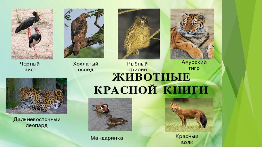 Список животных которые занесены в красную книгу