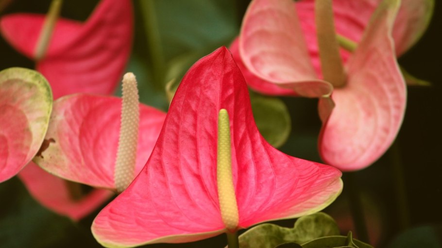 Антуриум Фламинго Плант оранж