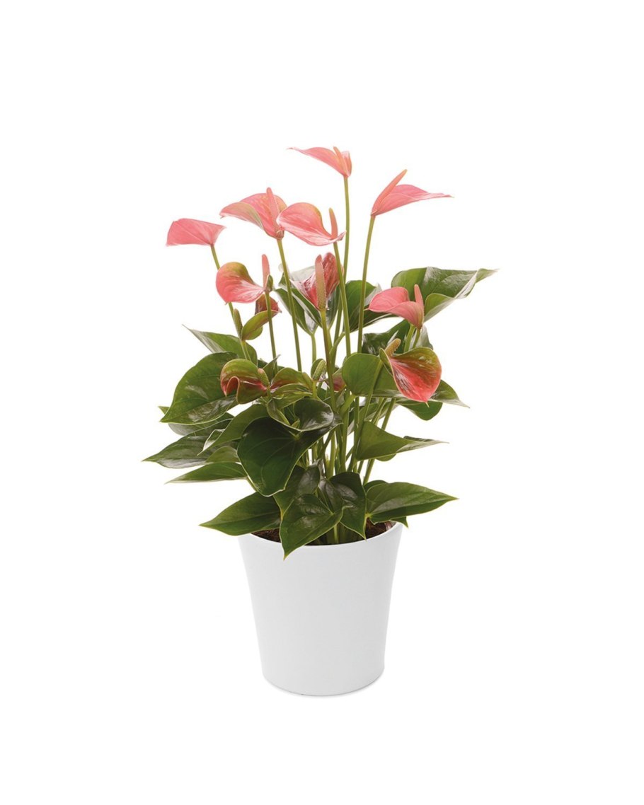 Антуриум Лилли (Anthurium Lilly)