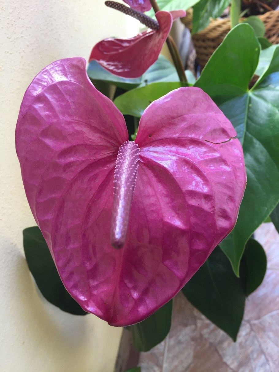 Антуриум Андрианум Пинк