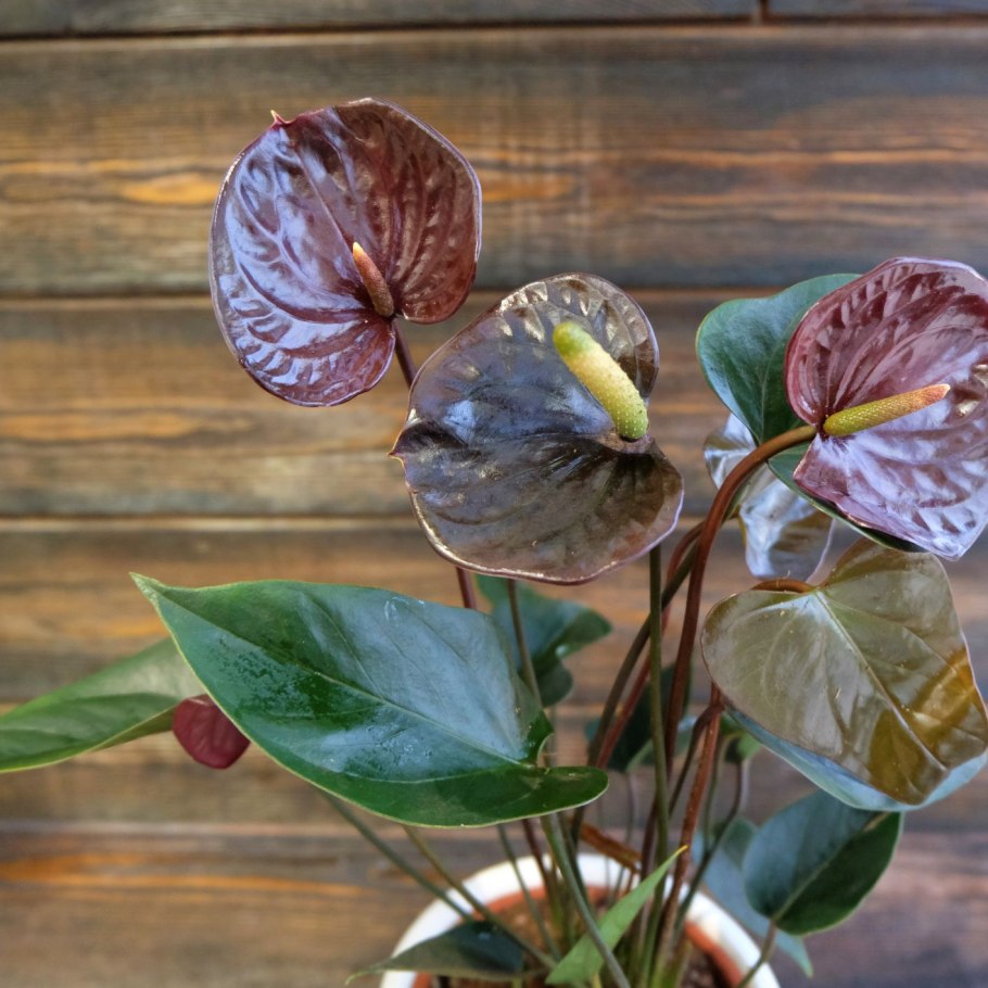 Цветок с красными лепестками