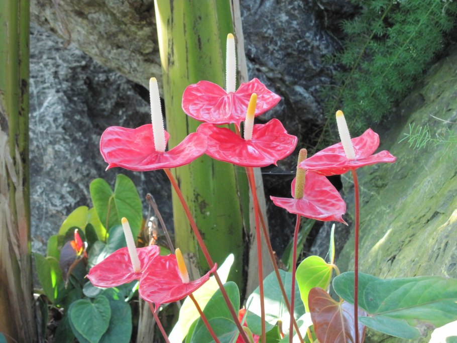 Антуриум декоративно Лиственный