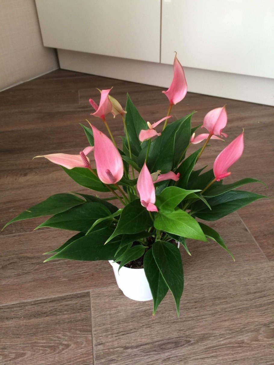 Антуриум Лилли цветок