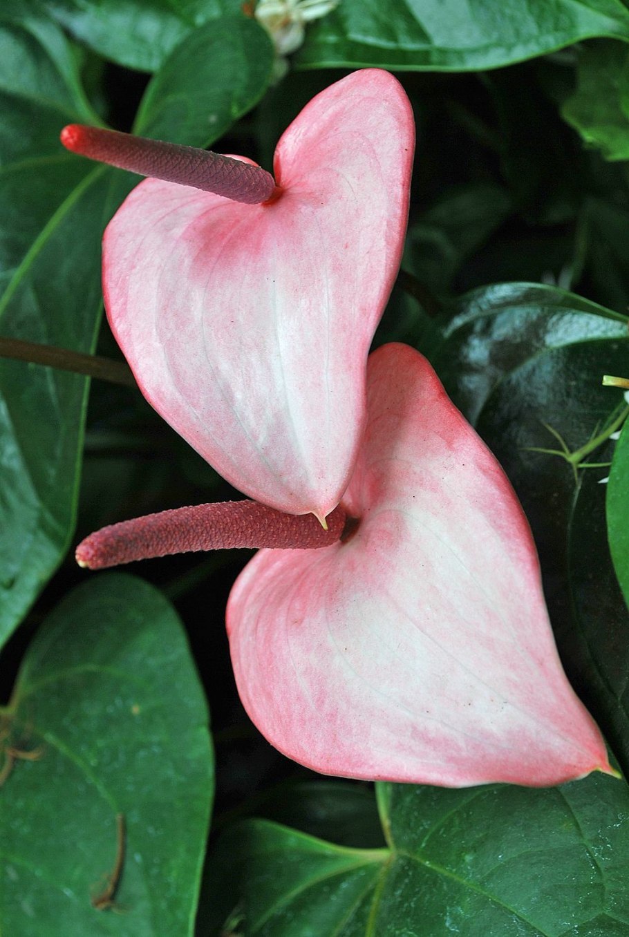 Антуриум Lilly и Антуриум Адрианум Lilly отличия