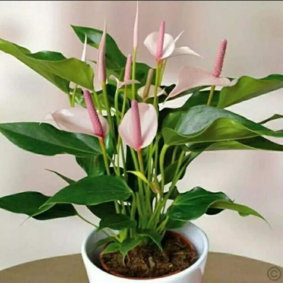 Антуриум Лили