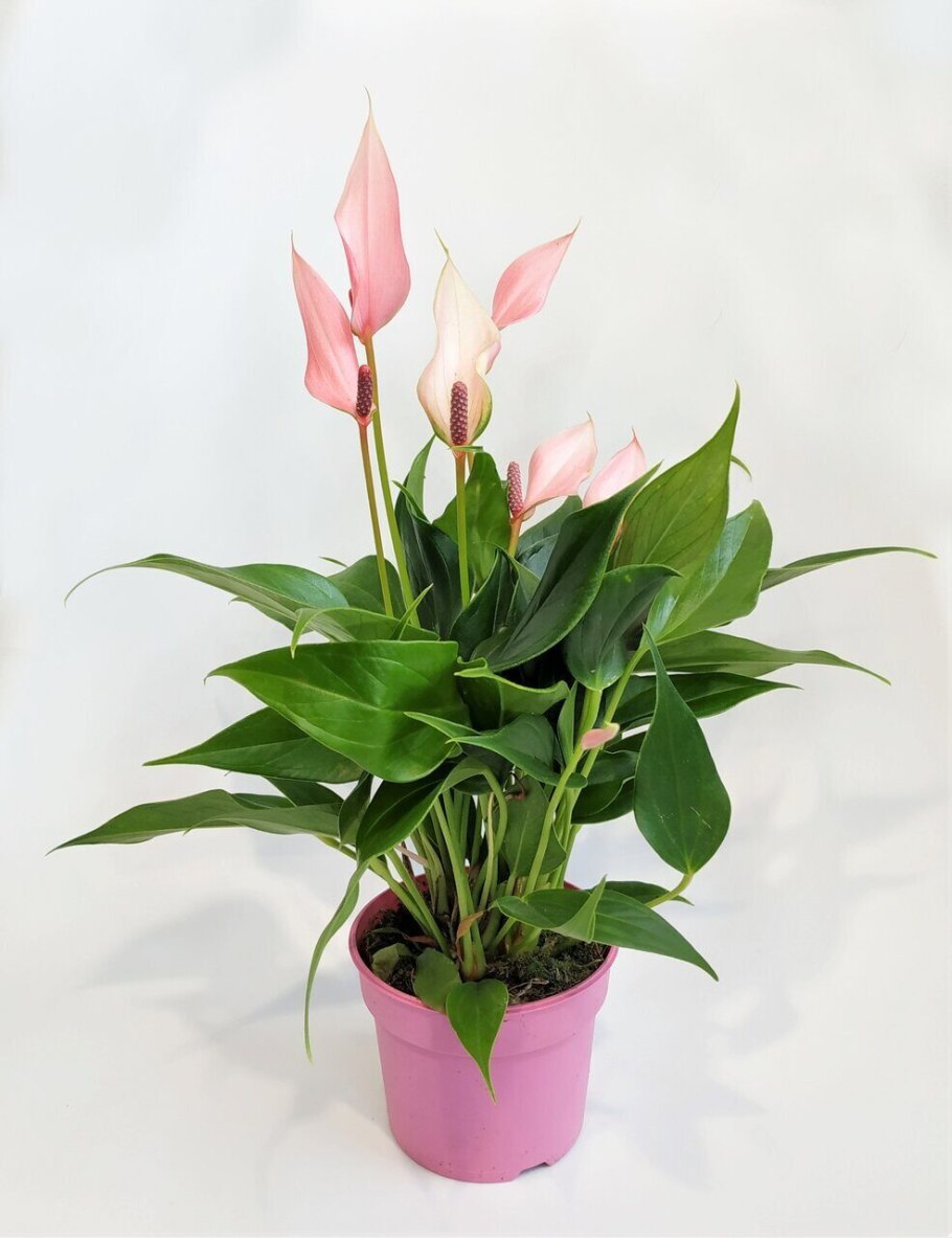 Антуриум Рима Лила