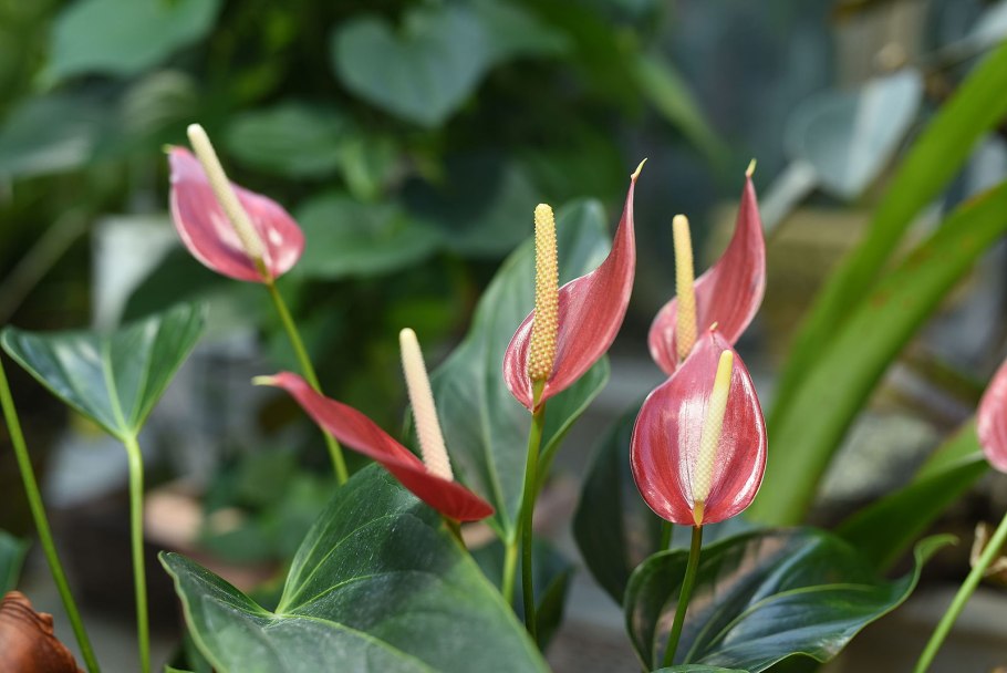 Anthurium andraeanum