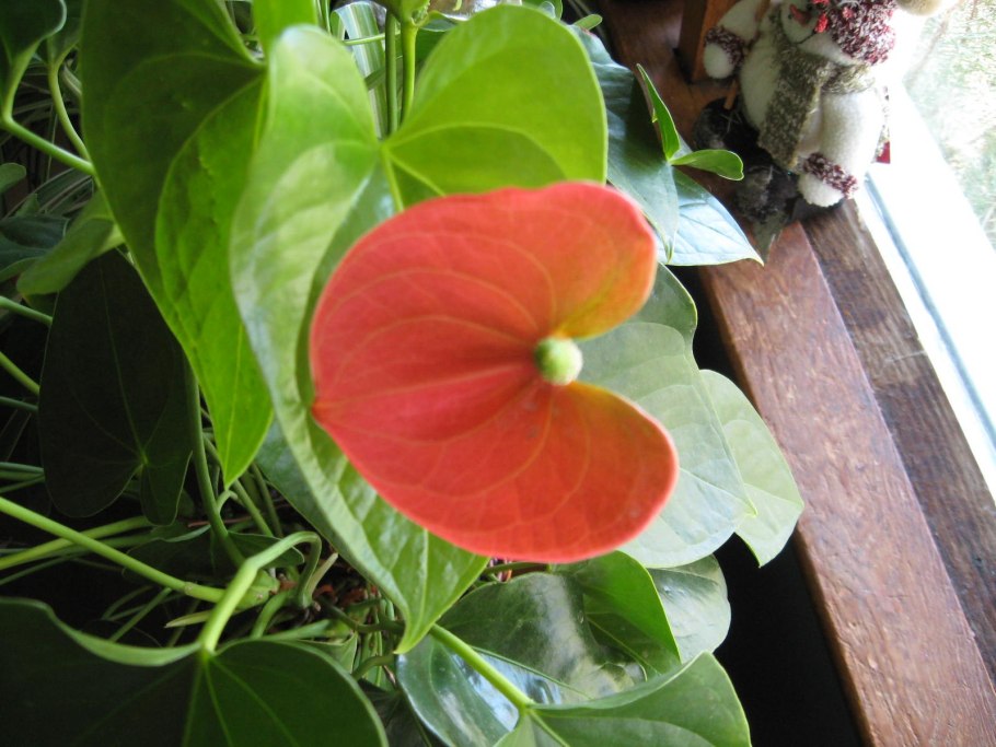 Антуриум Лили Пинк