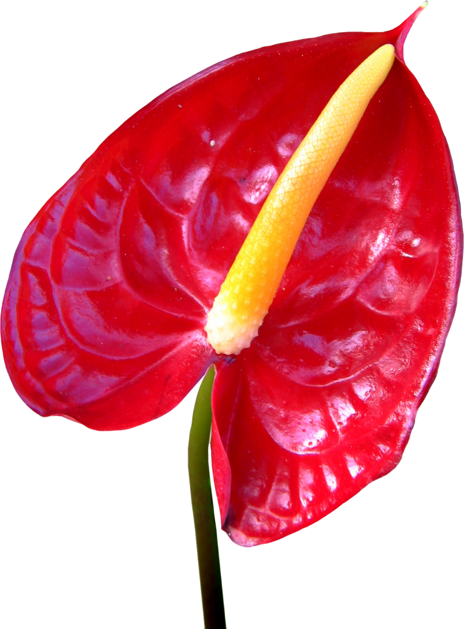 Антуриум Фламинго