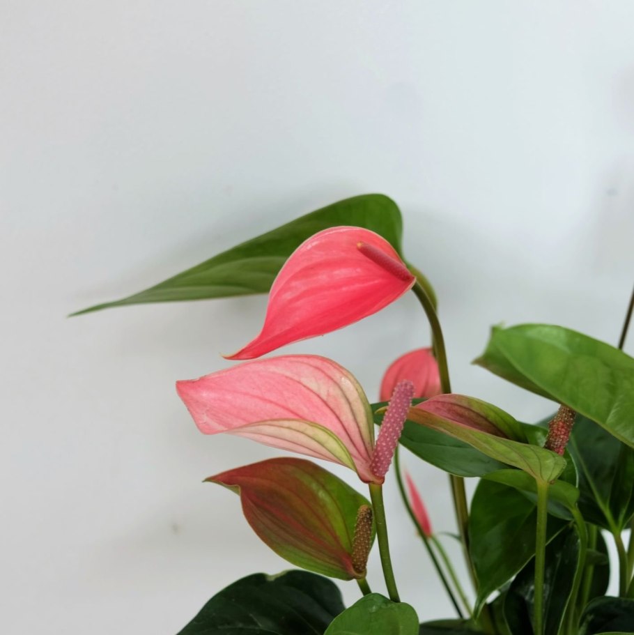 Антуриум Рима Лила