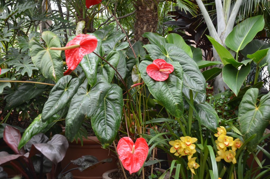 Антуриум Тропик Найт