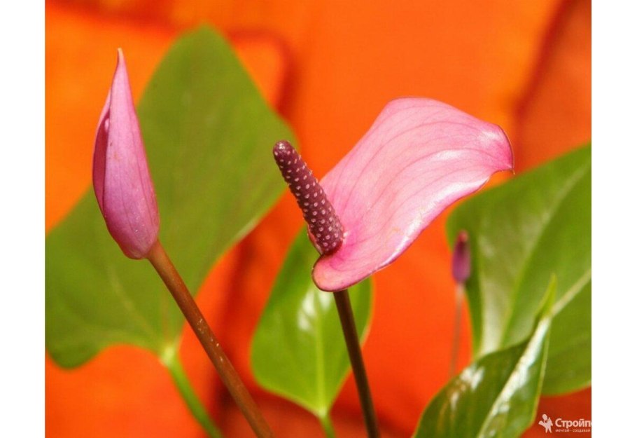 Антуриум Мичиган