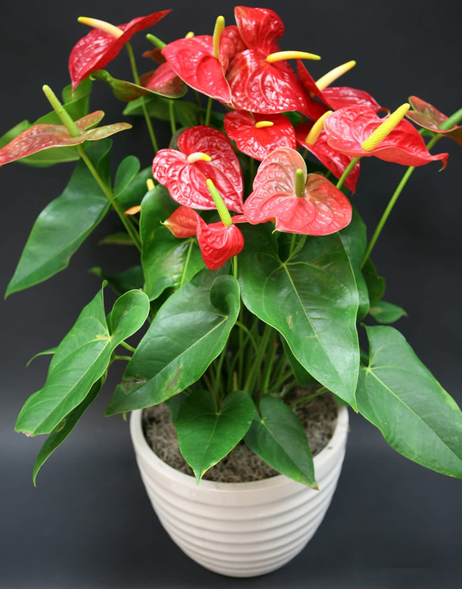 Антуриум Лилли уход