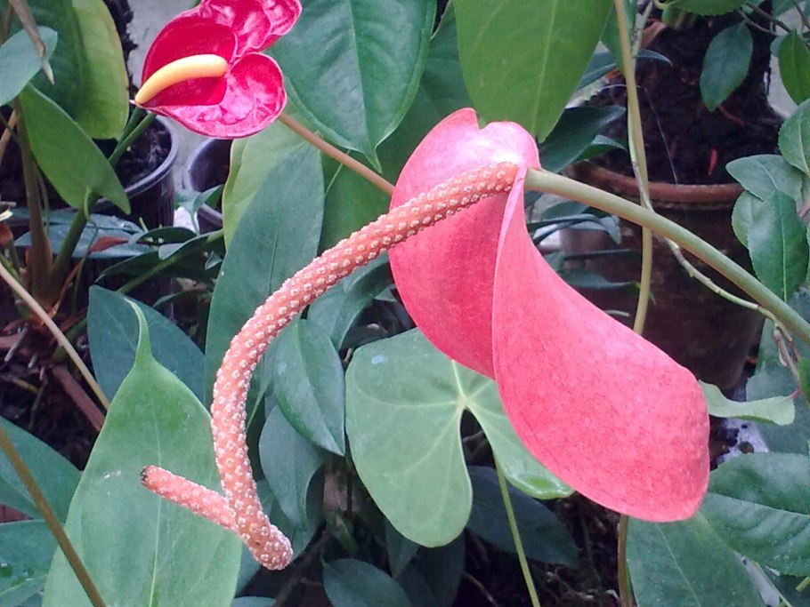 Антуриум Андре Гавайи