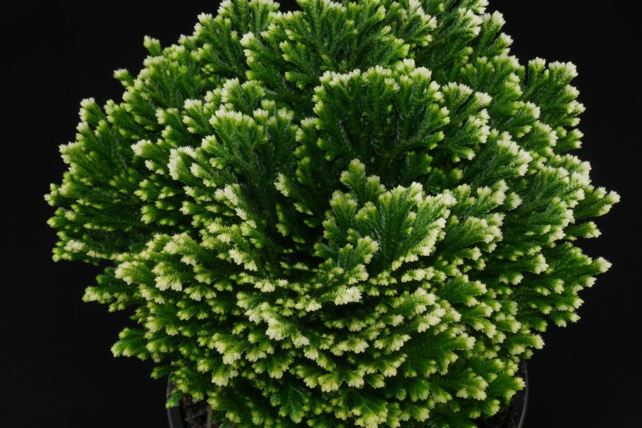 Селагинелла Джори