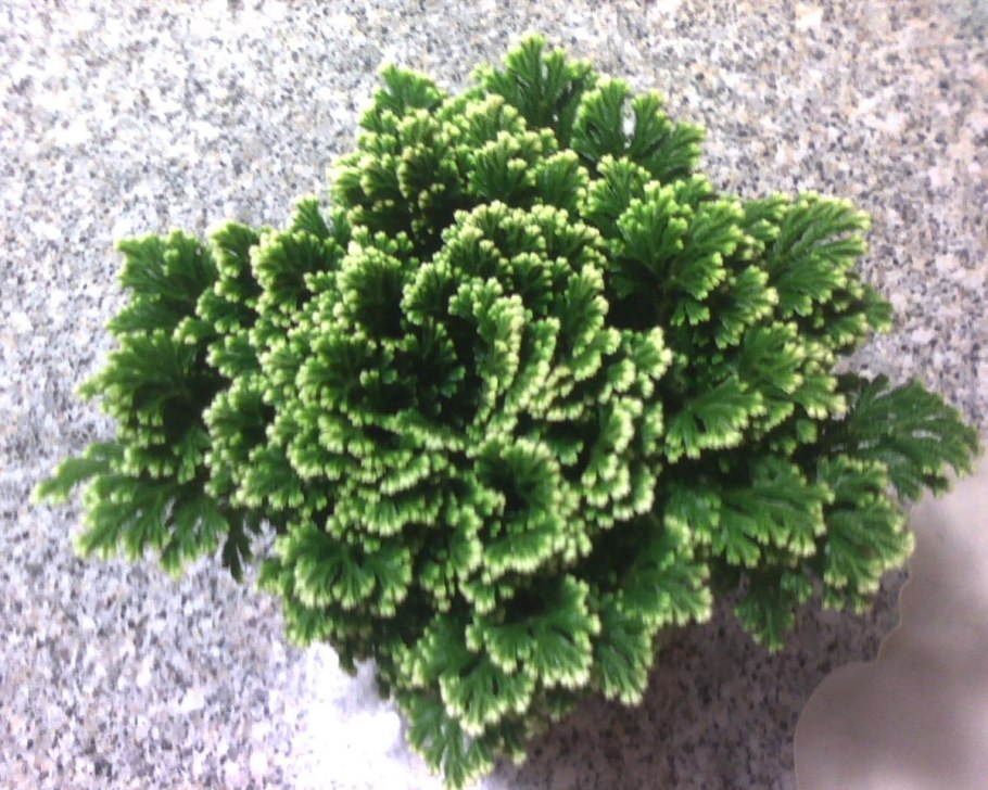 Селагинелла (Selaginella) lepidophylla роза Иерихона