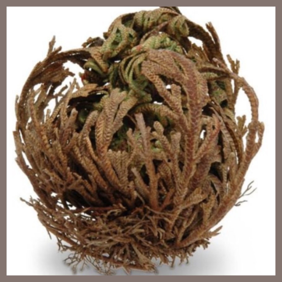 Селагинелла швейцарская