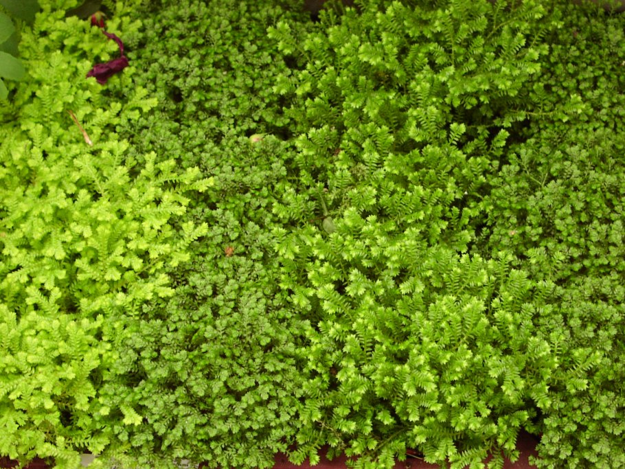 Плаунок Selaginella