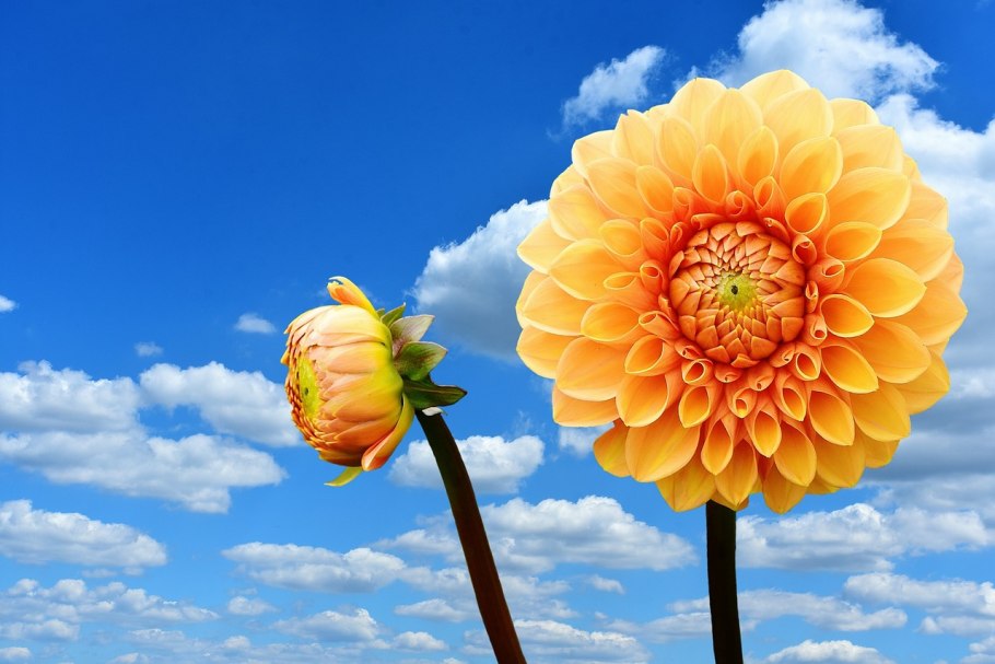 Dalia (Далия)