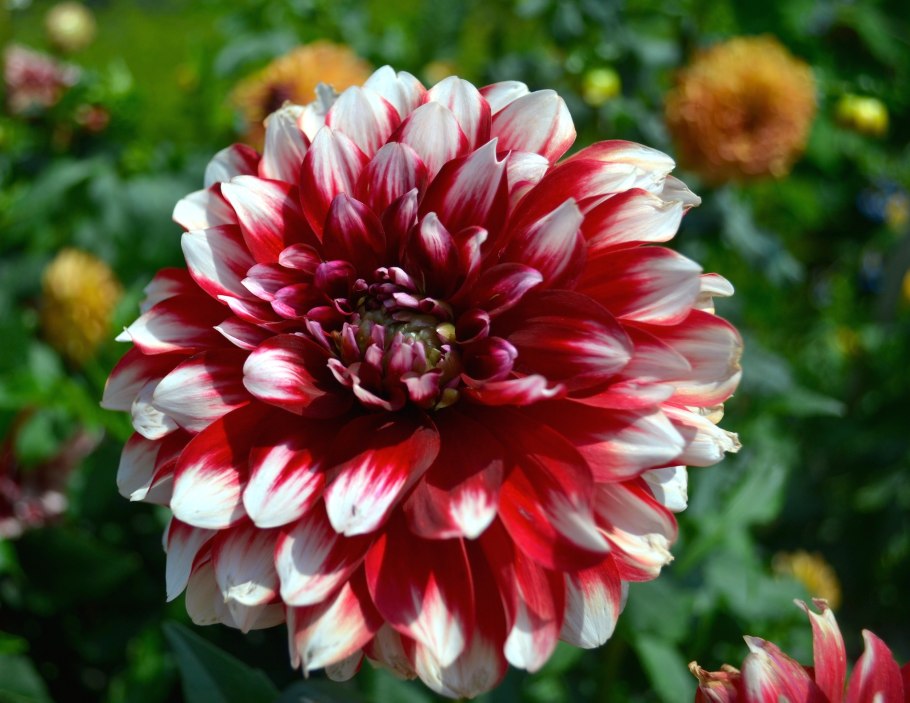 Хризантема Садовая ( Chrysanthemum morifolium)