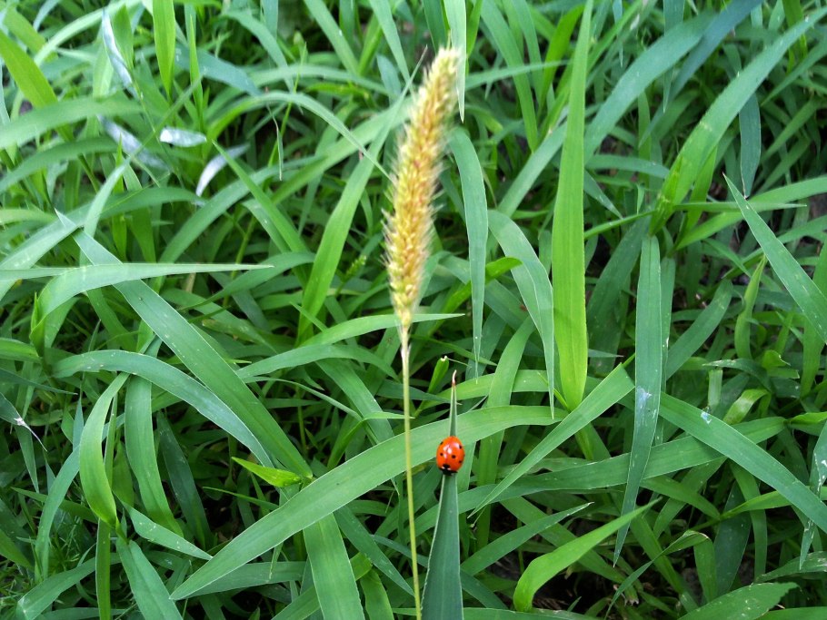 Сорная трава Колос